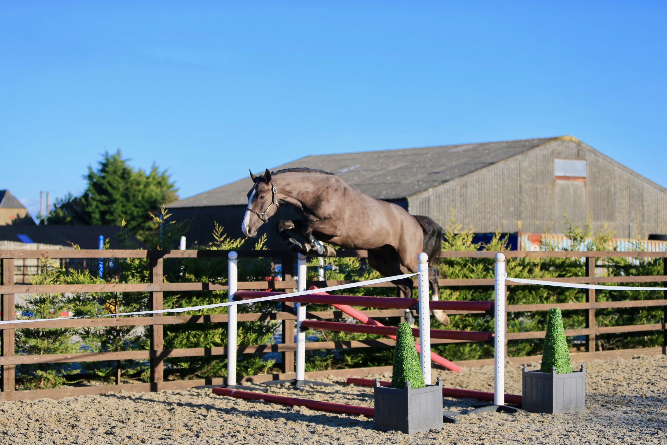 Harrington Stables Zlatan RS