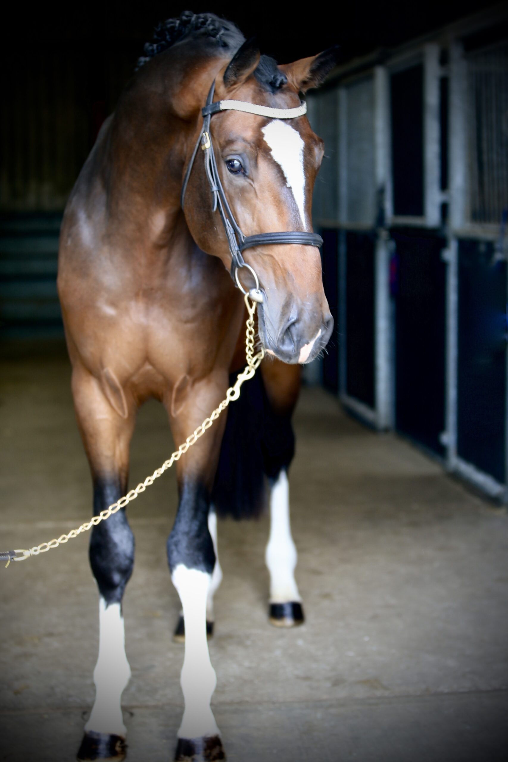 Harrington Stables Marketing & media creation