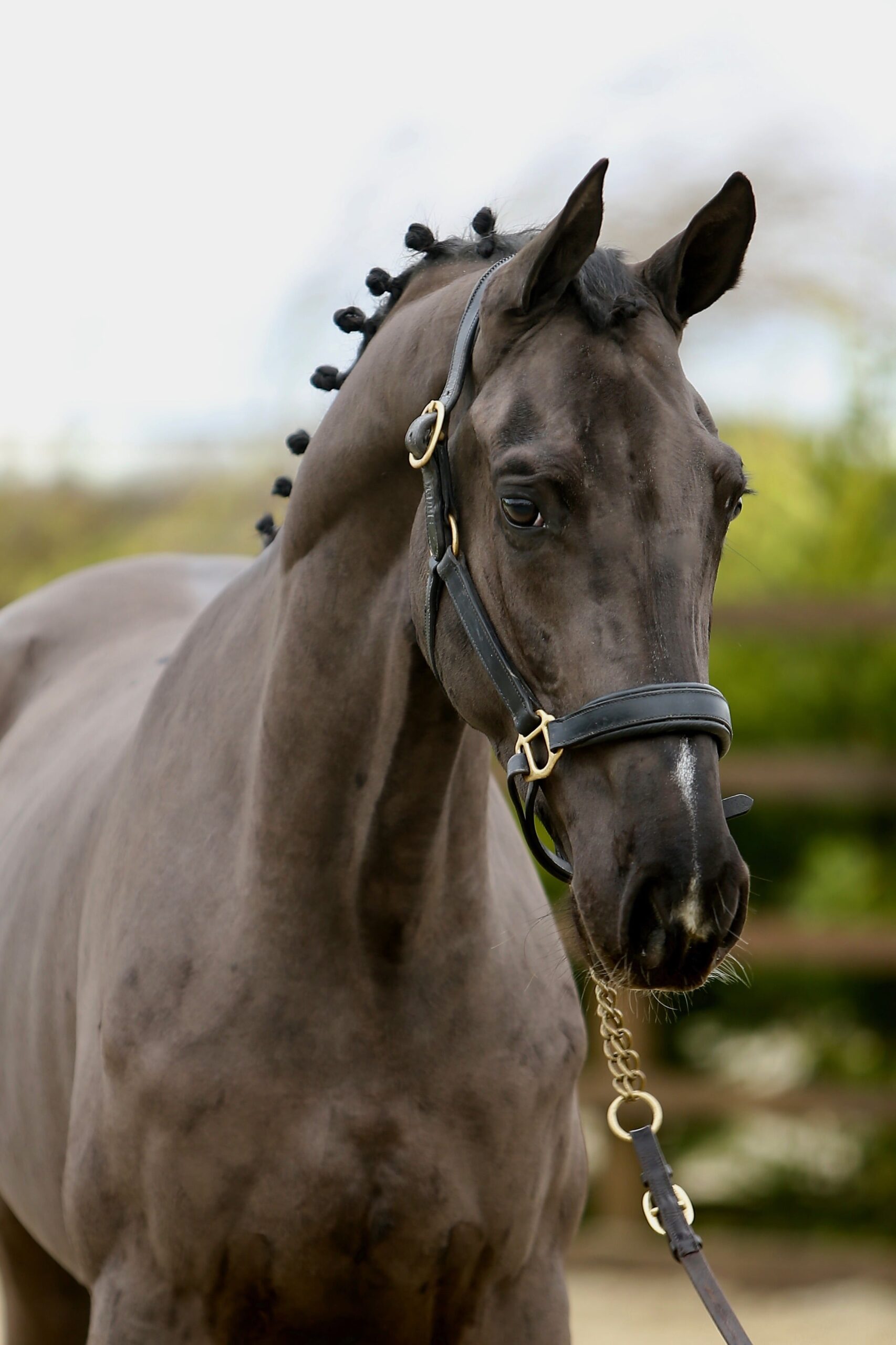 Golden Cornet