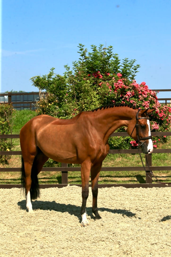 Harrington Image
