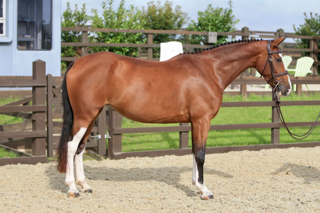 Harrington Image