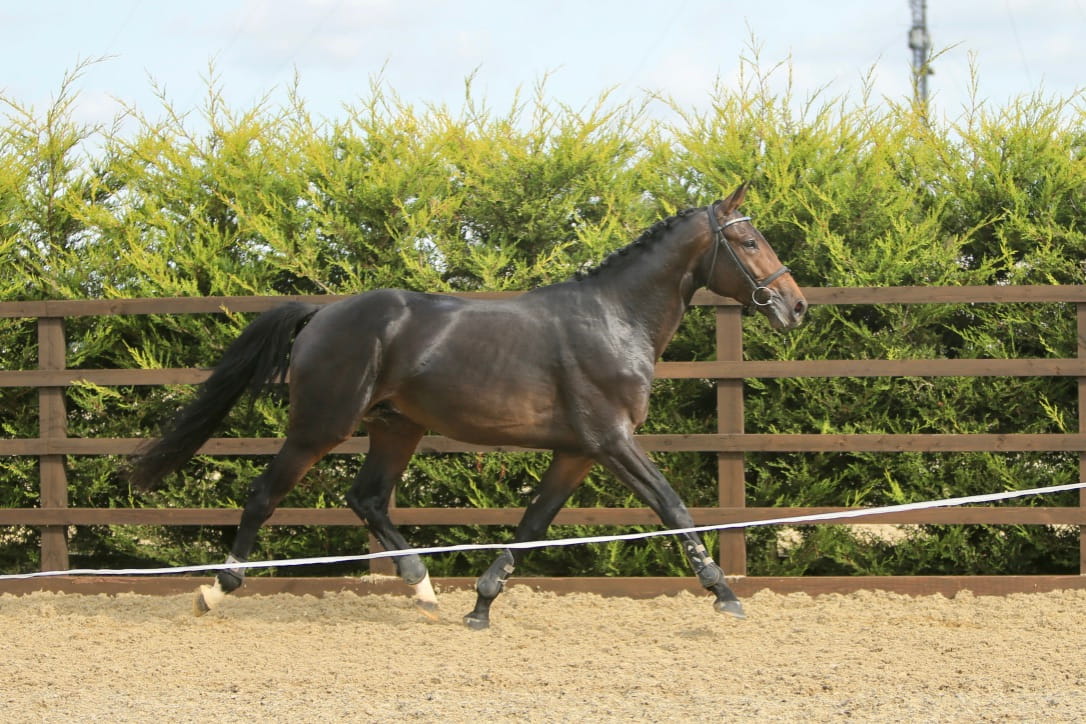 Harrington Image